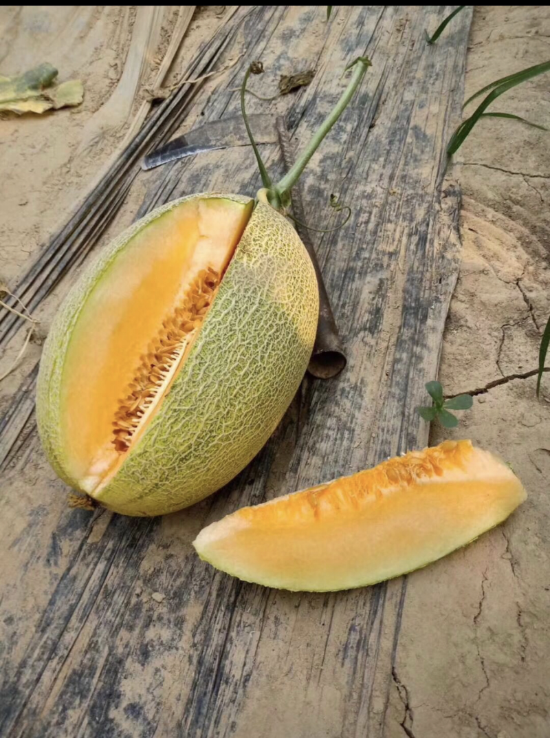 哈蜜瓜小蜜25西周蜜