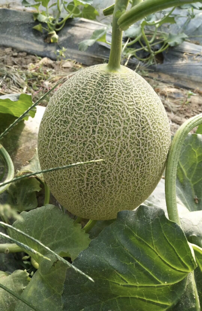哈蜜瓜小蜜25西周蜜