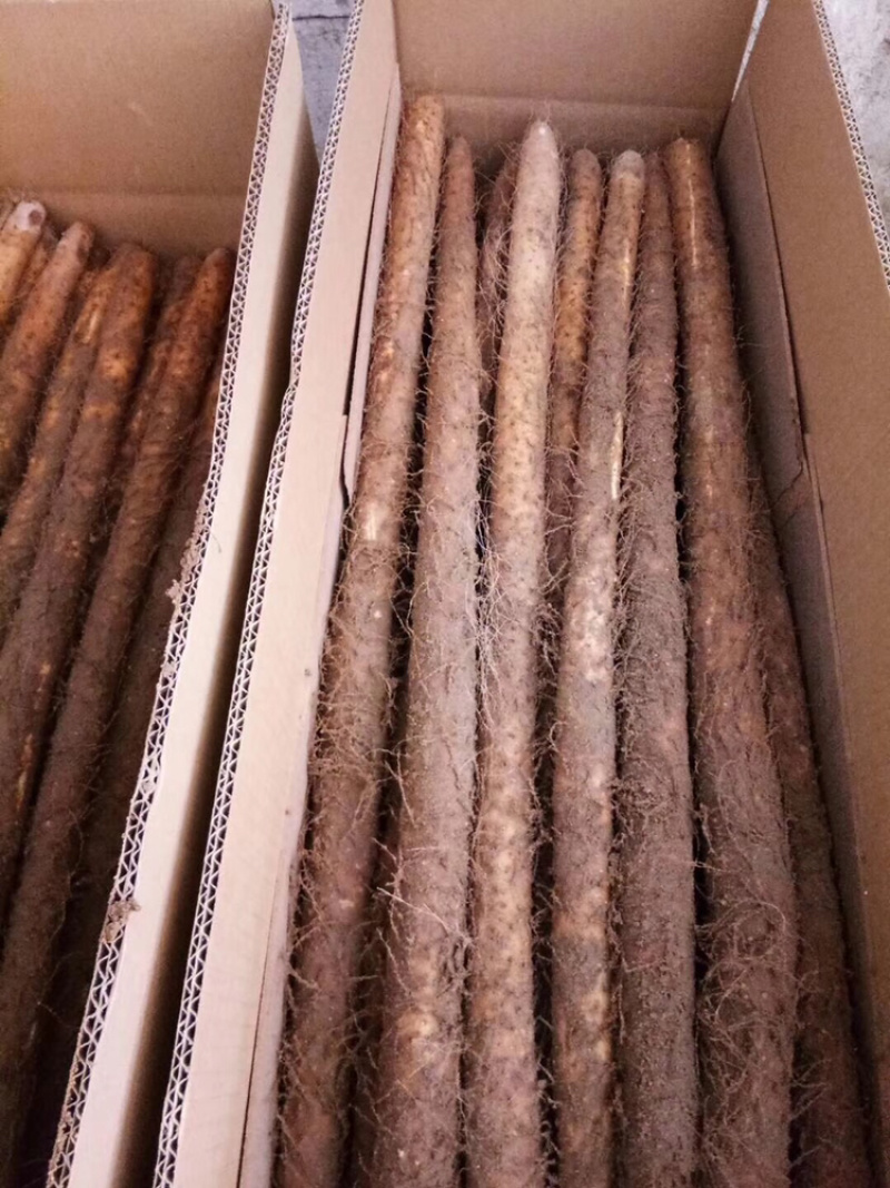 铁棍山药