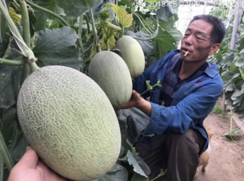哈密瓜小蜜25西周蜜