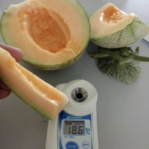 哈密瓜小蜜25西周蜜