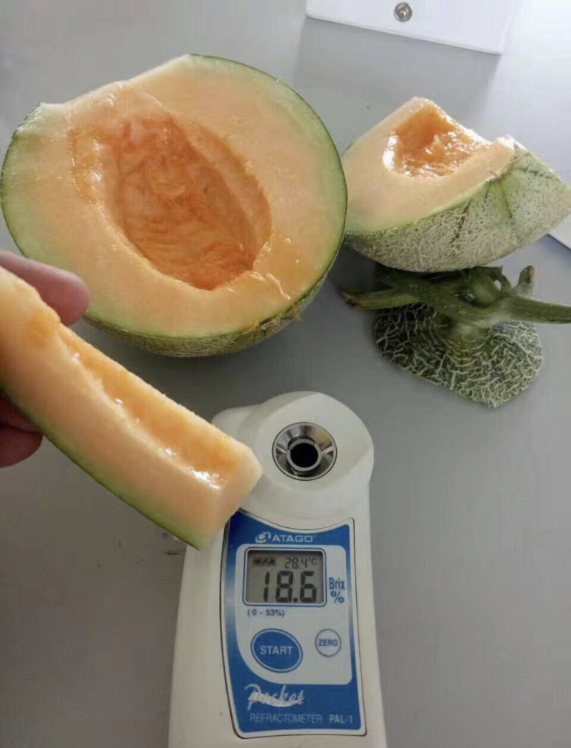 哈密瓜小蜜25西周蜜