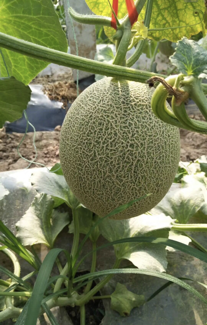 哈密瓜小蜜25西周蜜
