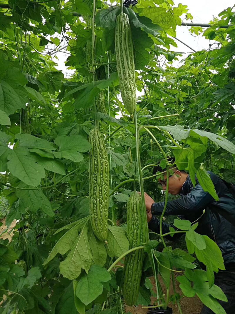 十佳苦瓜苗产量高寿光种业基地直供量大从优