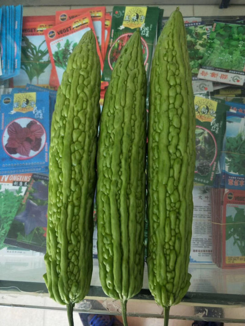 十佳苦瓜苗产量高寿光种业基地直供量大从优