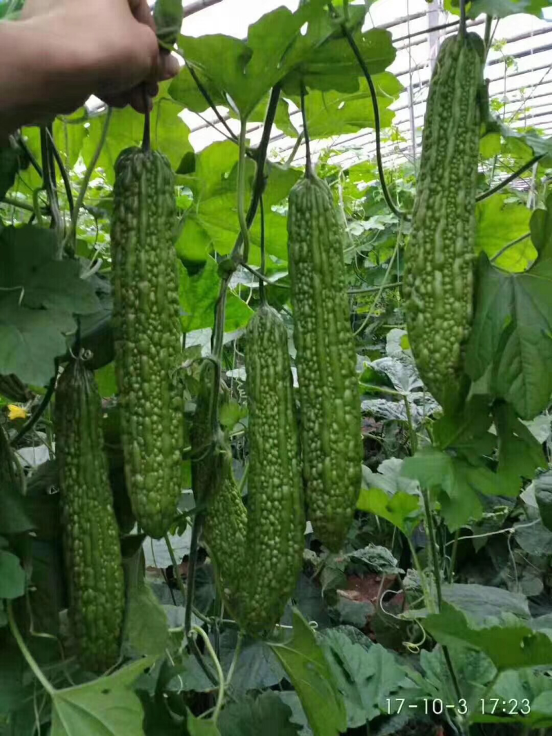十佳苦瓜苗产量高寿光种业基地直供量大从优