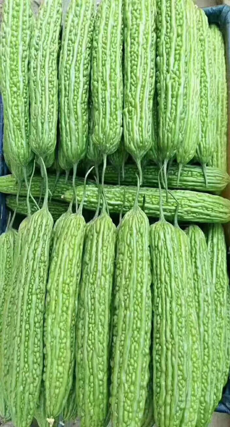 十佳苦瓜苗产量高寿光种业基地直供量大从优