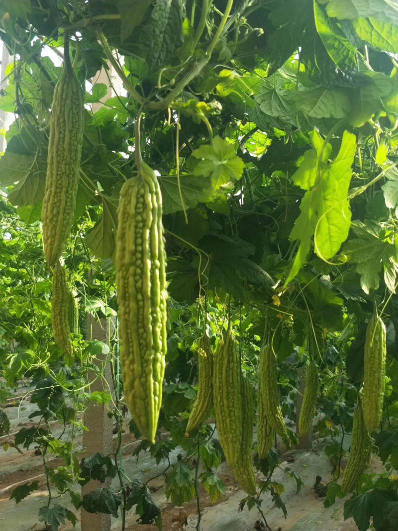 十佳苦瓜苗产量高寿光种业基地直供量大从优