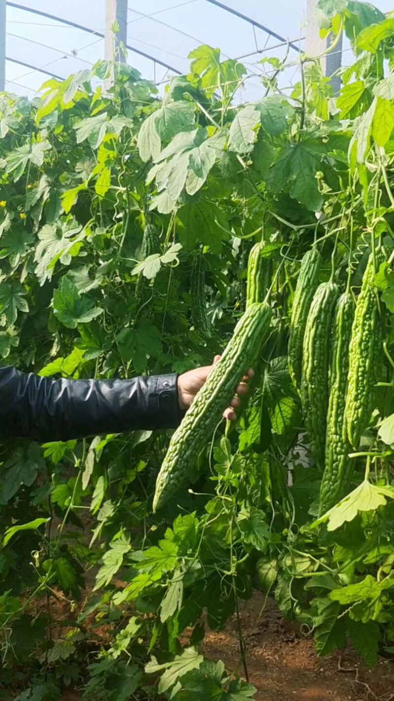 十佳苦瓜苗产量高寿光种业基地直供量大从优