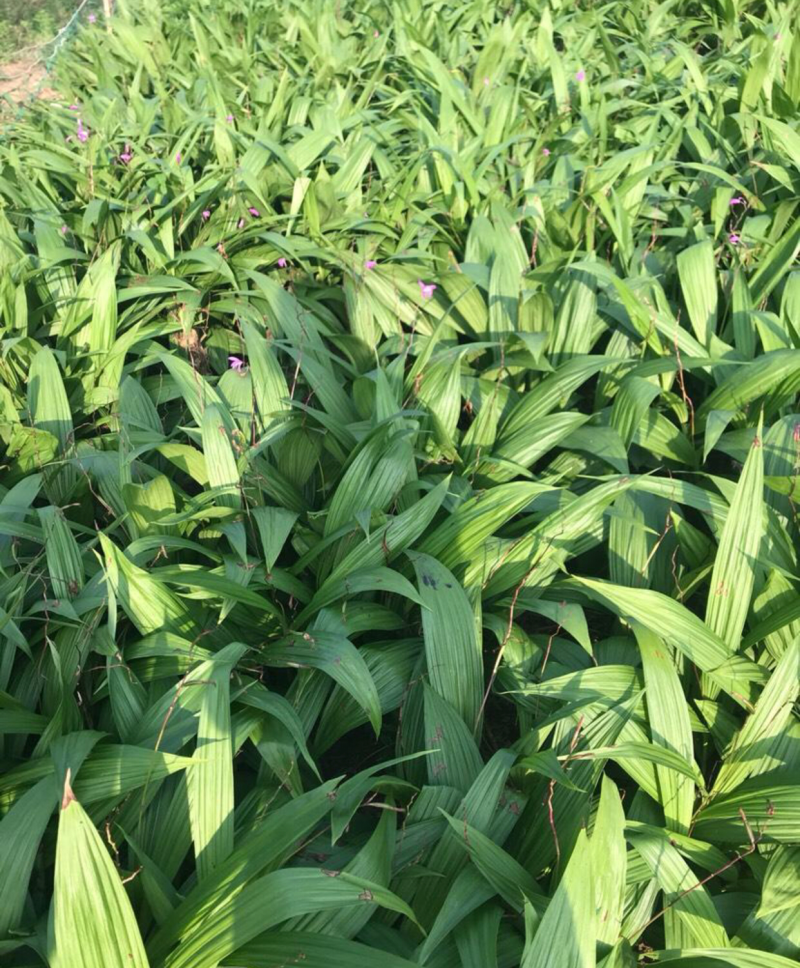 紫花三叉白芨种芽，紫花三叉白芨种芽，紫花三叉白芨种芽