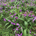 紫花三叉白芨种芽，紫花三叉白芨种芽，紫花三叉白芨种芽