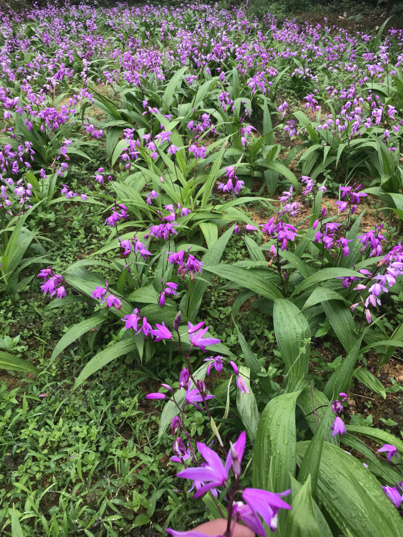 紫花三叉白芨种芽，紫花三叉白芨种芽，紫花三叉白芨种芽