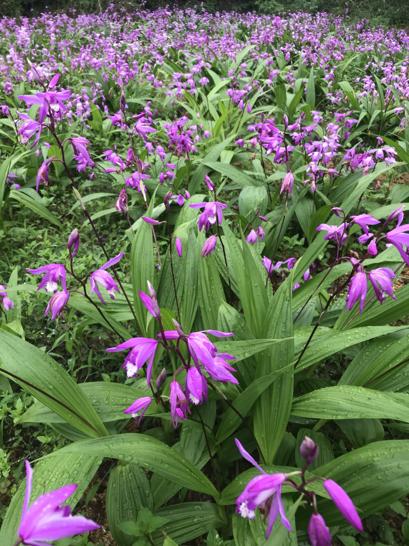 紫花三叉白芨种芽，紫花三叉白芨种芽，紫花三叉白芨种芽