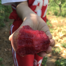 朱砂红，血桃自家种植万亩血桃基地