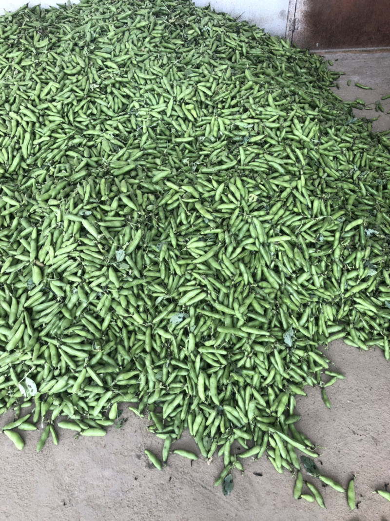 【优选】新上市蚕豆🔥颗粒饱满量大质优湖北青蚕豆
