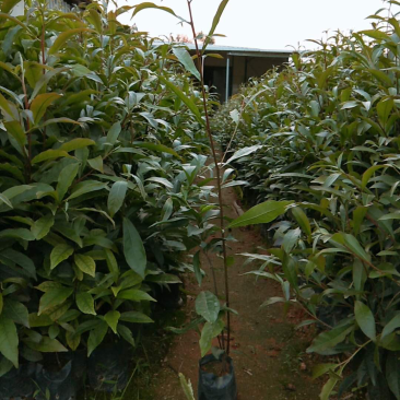 山杜英