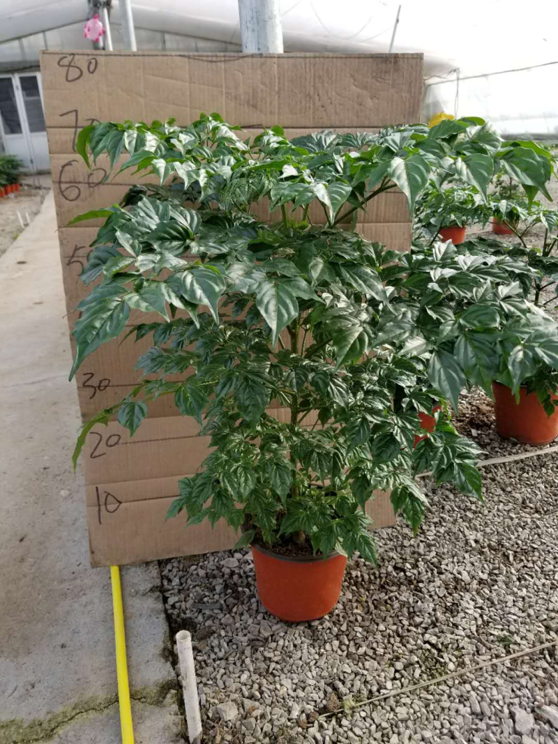 幸福树基地直供季节性供应常年性供应经营多种盆花