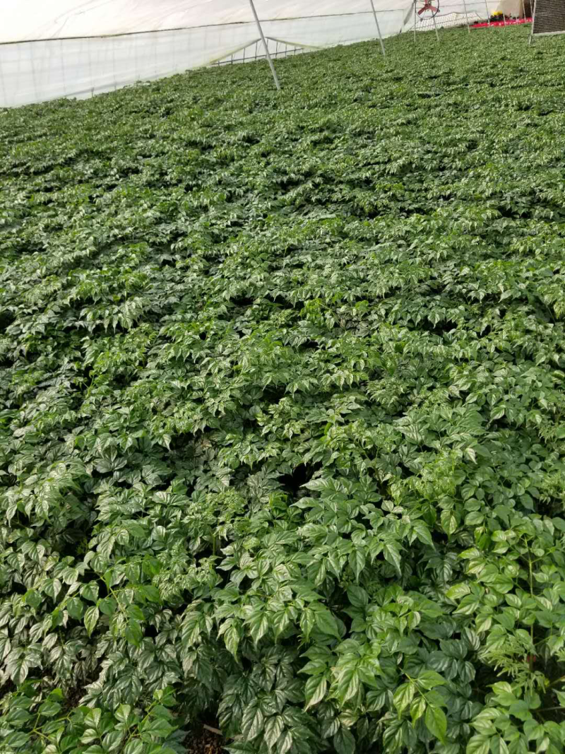 幸福树基地直供季节性供应常年性供应经营多种盆花