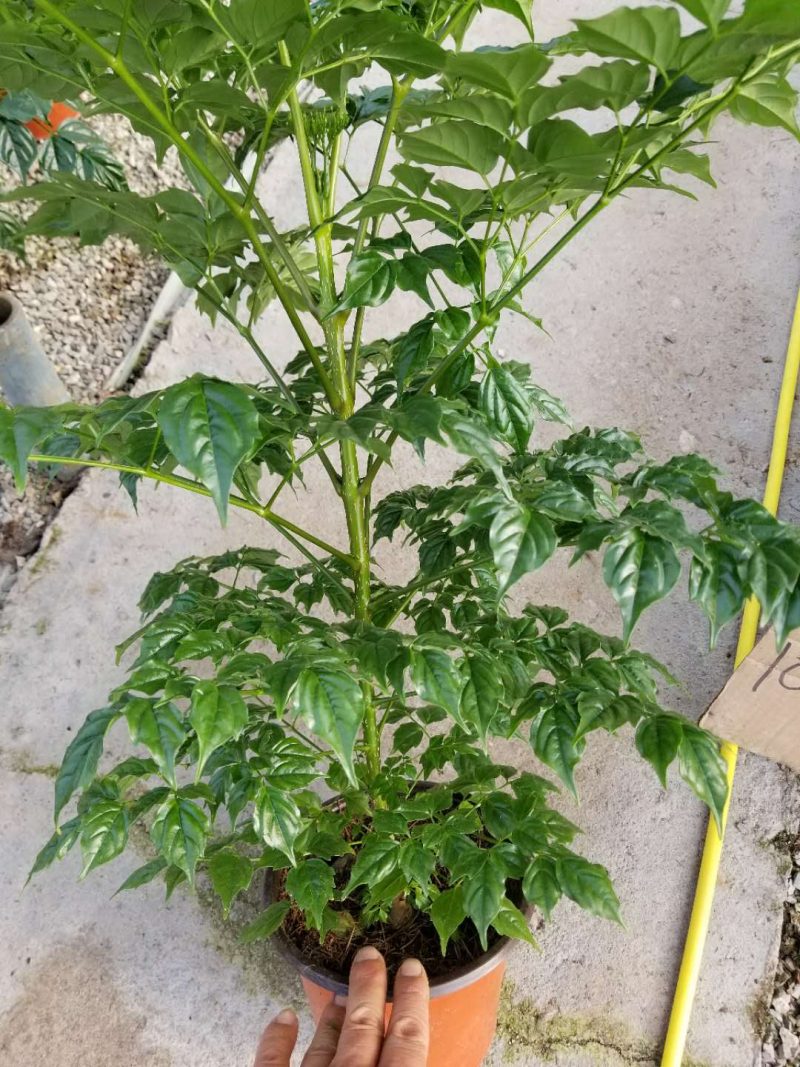 幸福树基地直供季节性供应常年性供应经营多种盆花