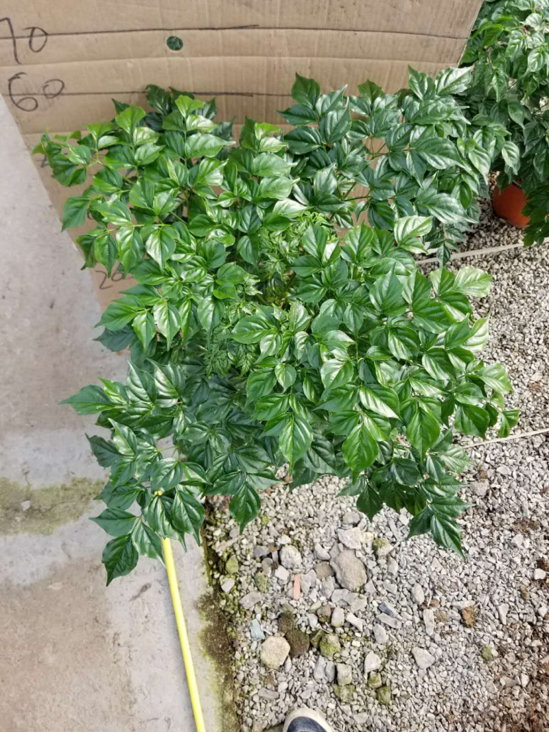 幸福树基地直供季节性供应常年性供应经营多种盆花
