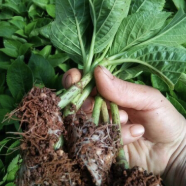 绣球，绣球花苗