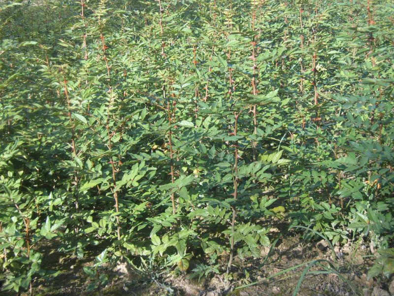 求购：花椒小苗，袋苗，40-50公分高