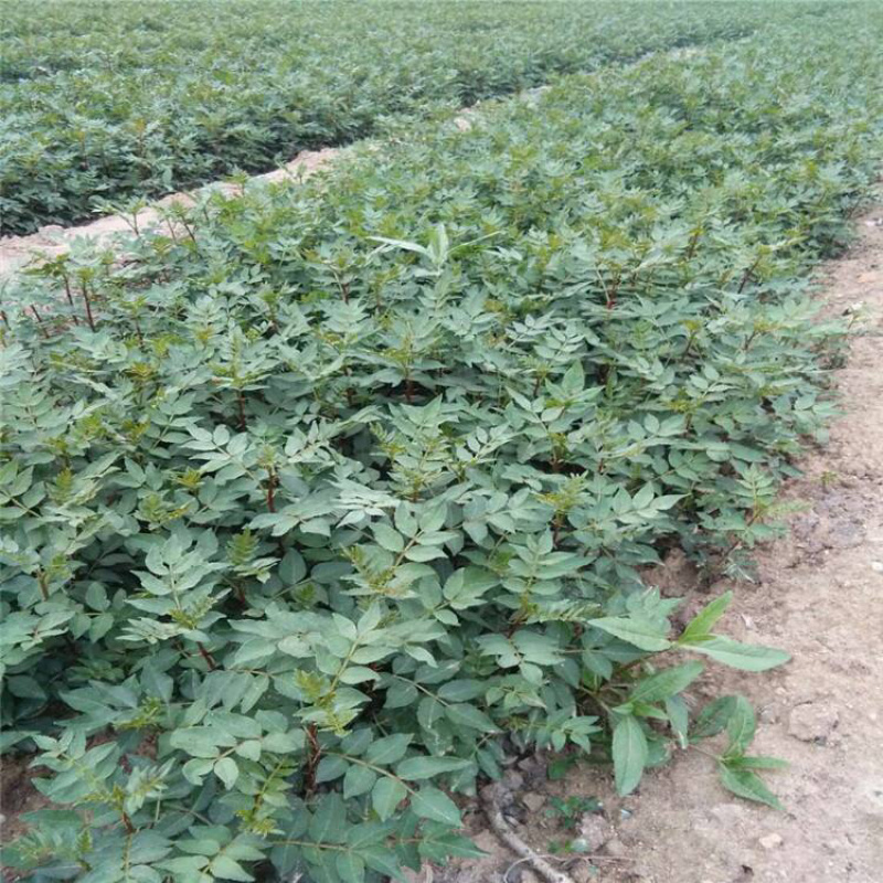 求购：花椒小苗，袋苗，40-50公分高