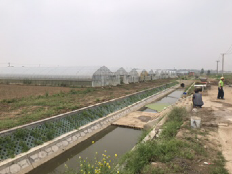 杭椒、皮薄、色鲜、包畅销