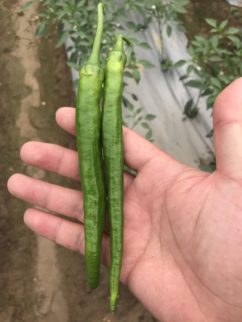 杭椒、皮薄、色鲜、包畅销