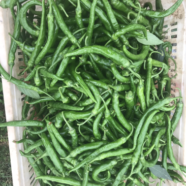 杭椒、皮薄、色鲜、包畅销