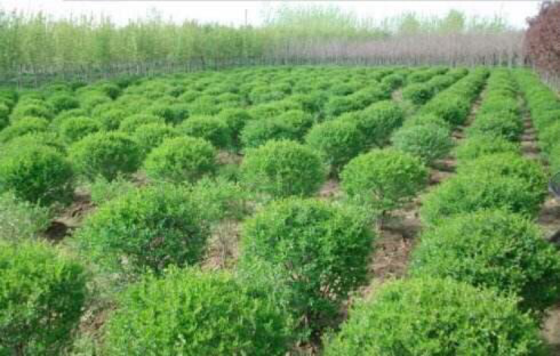 小叶女贞球80-100，基地直销，货源充足
