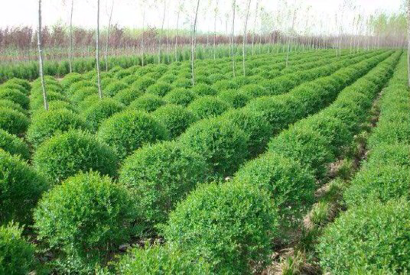 小叶女贞球80-100，基地直销，货源充足