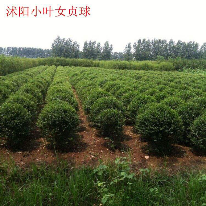 小叶女贞球80-100，基地直销，货源充足