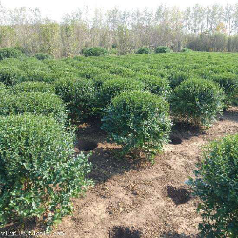 小叶女贞球80-100，基地直销，货源充足