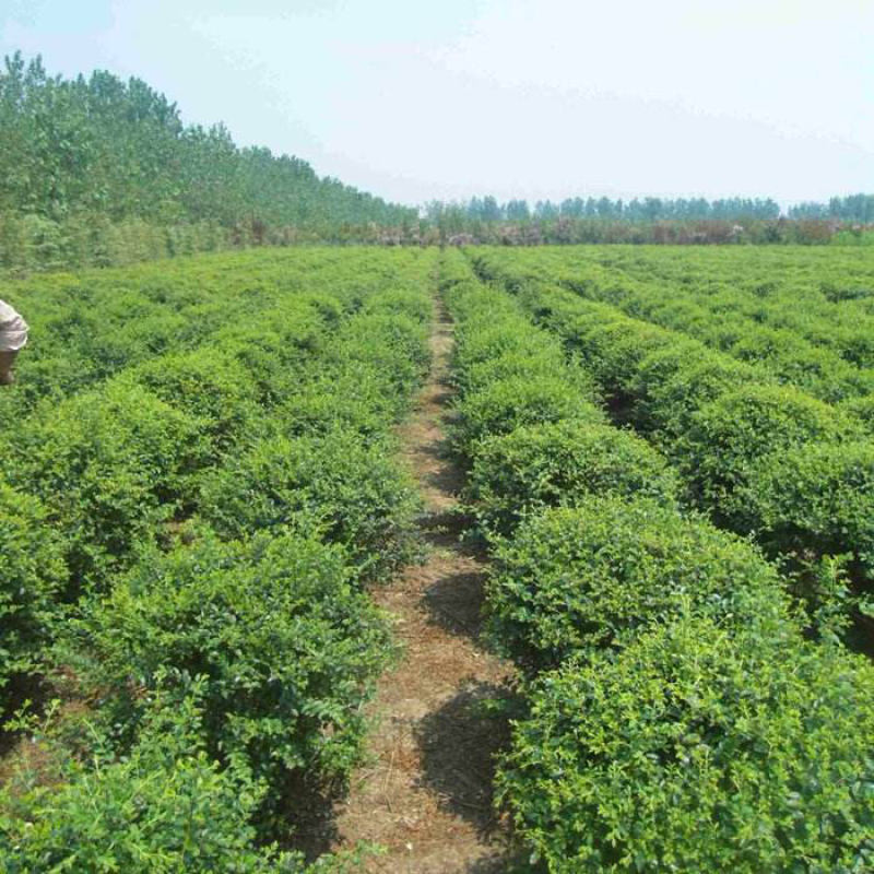小叶女贞球80-100，基地直销，货源充足