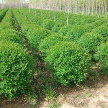 小叶女贞球80-100，基地直销，货源充足