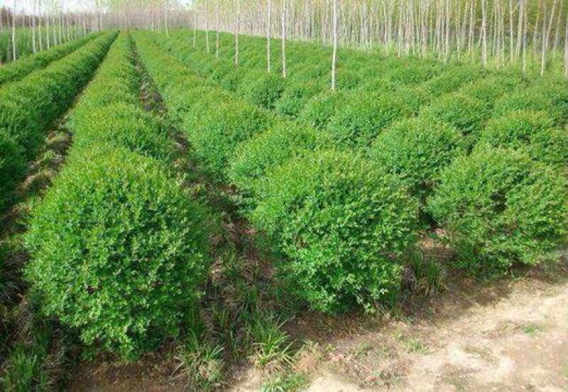 小叶女贞球80-100，基地直销，货源充足