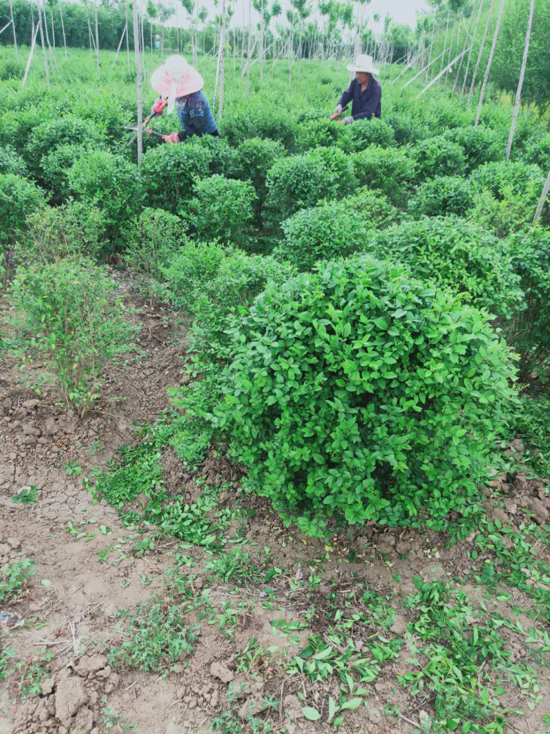小叶女贞球80-100，基地直销，货源充足