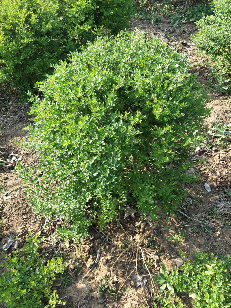 小叶女贞球80-100，基地直销，货源充足