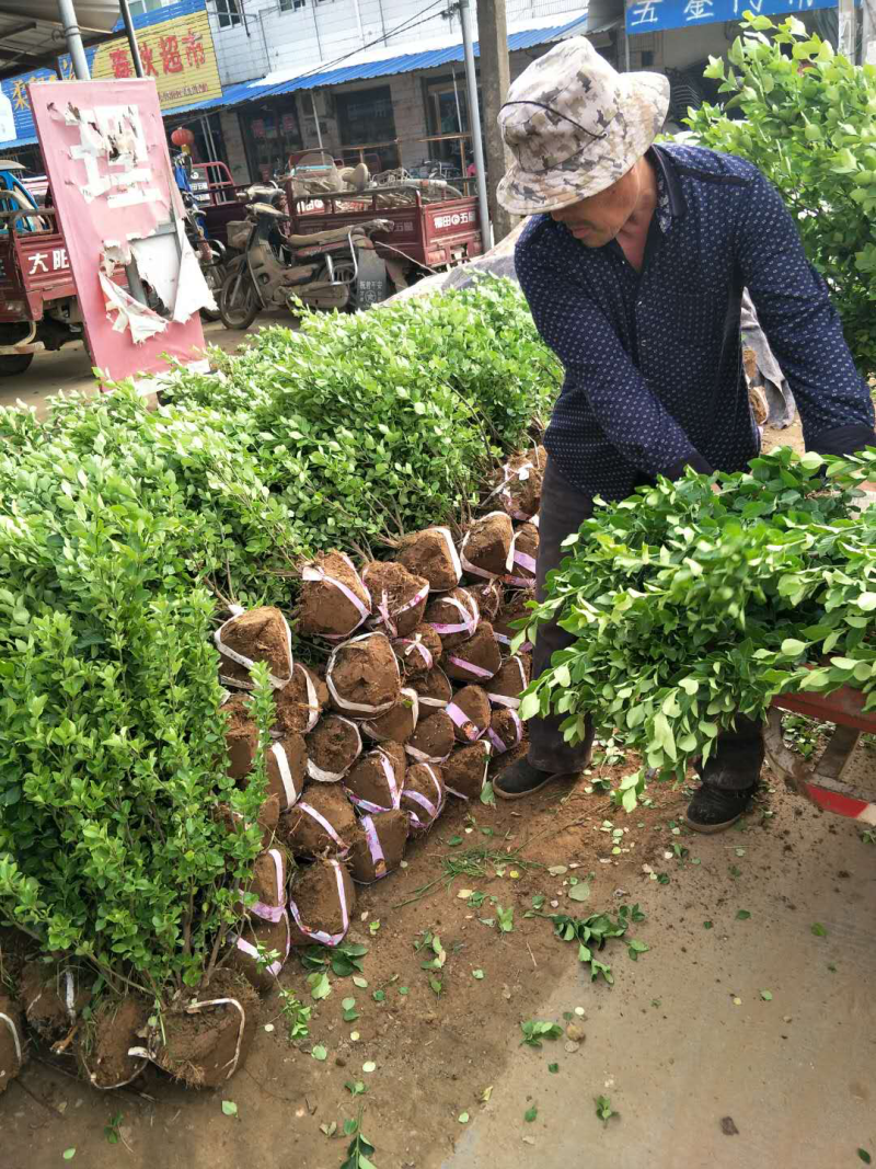 卫矛球50-60