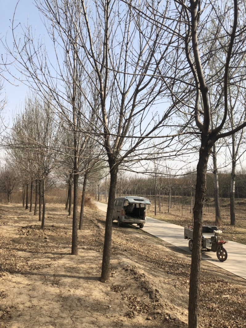 供应10-30公分老白蜡、速生白蜡，一级二级树均有货