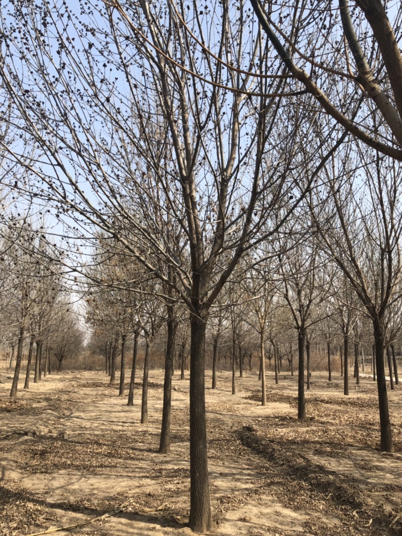 供应10-30公分老白蜡、速生白蜡，一级二级树均有货
