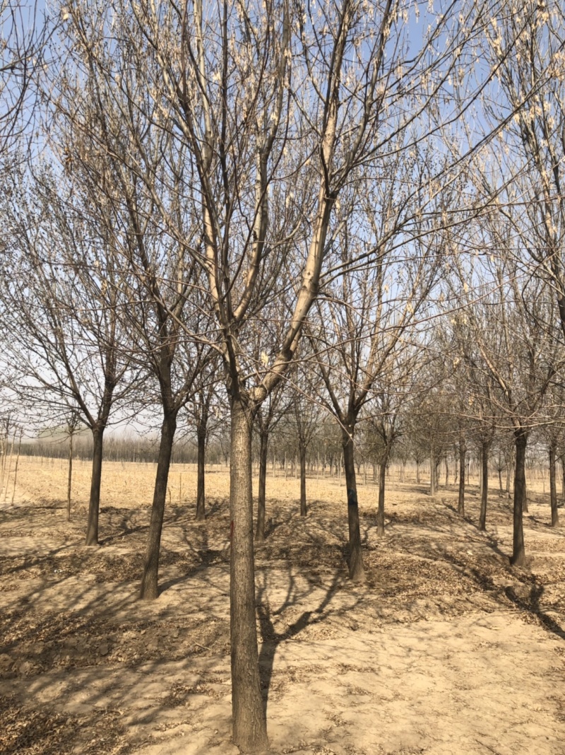 供应10-30公分老白蜡、速生白蜡，一级二级树均有货