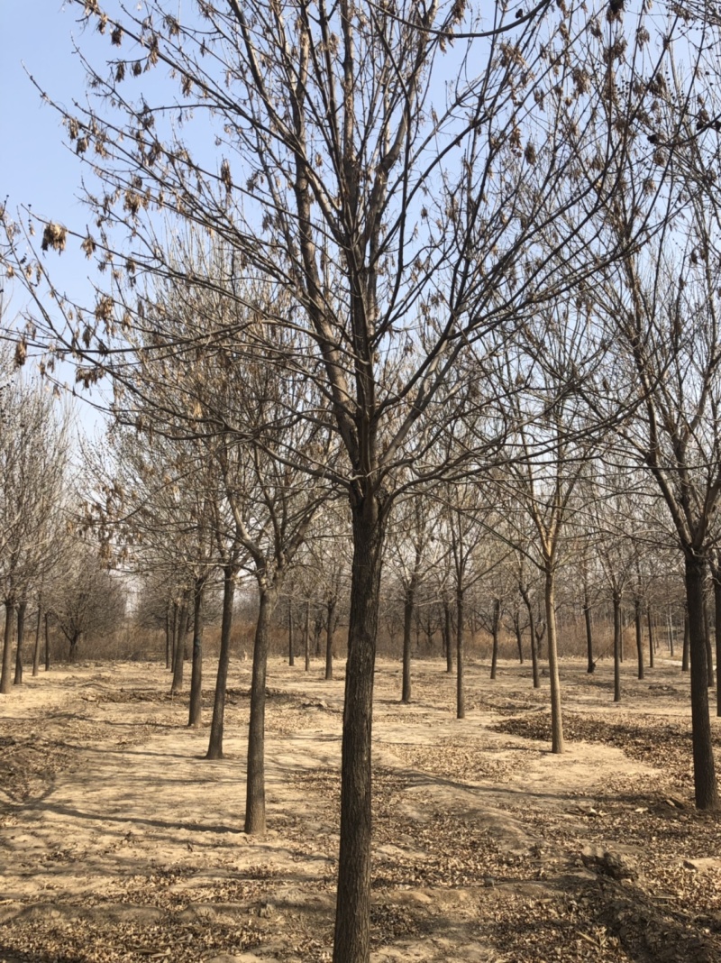 供应10-30公分老白蜡、速生白蜡，一级二级树均有货