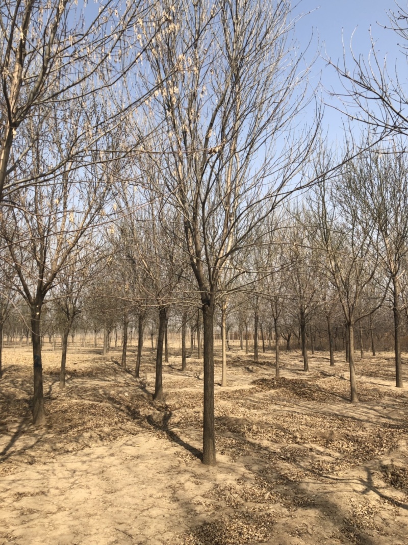 供应10-30公分老白蜡、速生白蜡，一级二级树均有货