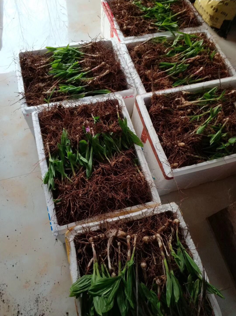 白芨种芽紫色三叉品种，露天白及种芽