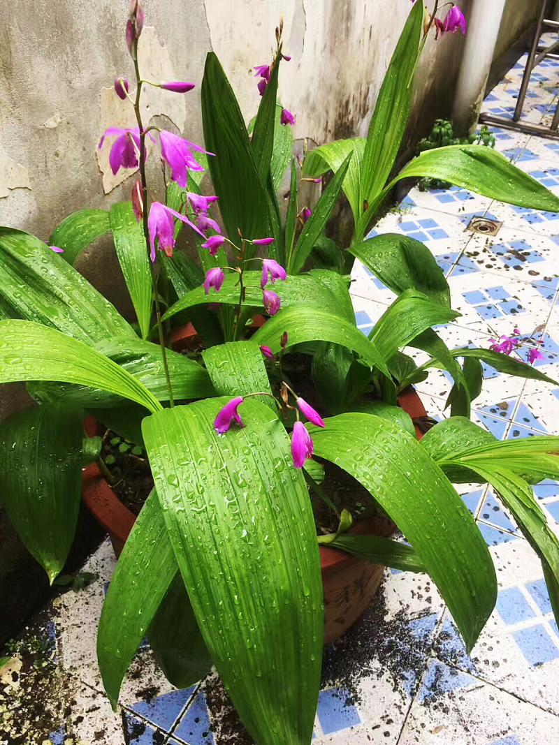 白芨种芽紫色三叉品种，露天白及种芽