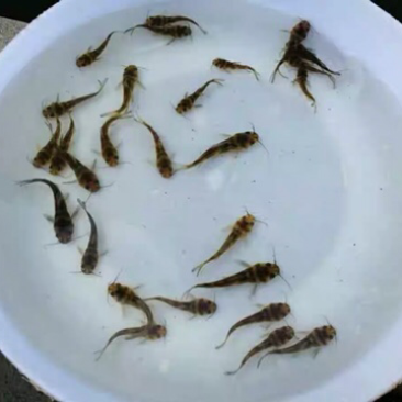 黄骨鱼鱼苗