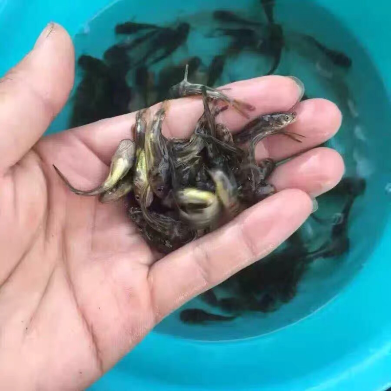 黄骨鱼鱼苗