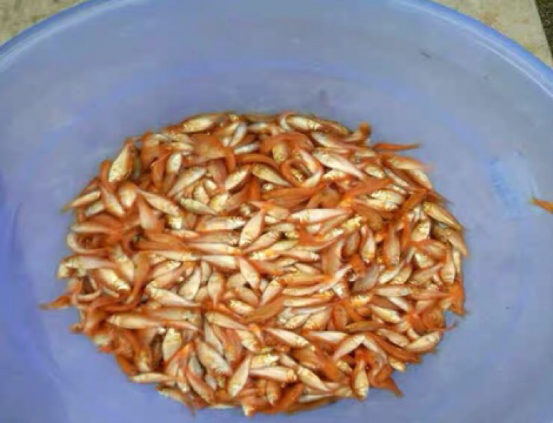 红鲤鱼鱼苗大量批发